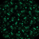 2 u 1 vreća i podloga - Svemir glow in the dark